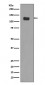 Integrin alpha 6 Antibody