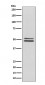 NeuN Antibody