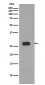 Prohibitin Antibody