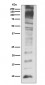 Ubiquitin Antibody