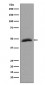 Aurora A Antibody