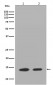 Histone H2A.Z Antibody