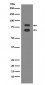 ASH2L Antibody