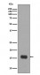 MAP1LC3A Antibody