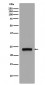 Rab5 Antibody