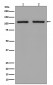 Hexokinase 1 Antibody