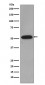 Cyclin B1 Antibody