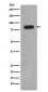 PI 3 Kinase p85 beta Antibody