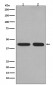 PGK1 Antibody 