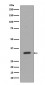 CD8 Antibody