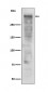 Ki67 Antibody 