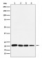 p21 Antibody 