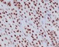 Histone H3.3 Antibody 