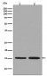 Histone H3.3 Antibody 