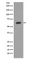 AKT1 Antibody