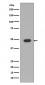 GFAP Antibody 