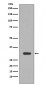 PIM1 Antibody 