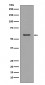 CCR3 Antibody  