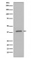 Phospho-IKB alpha (S32) Antibody