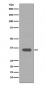 Apolipoprotein E Antibody