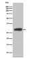 BDNF Antibody