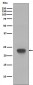 CD3 epsilon Antibody