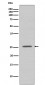 BCL2A1  Antibody