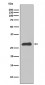 Apolipoprotein A1 Antibody