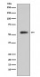 CA9 Antibody