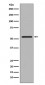 Smad2 Antibody