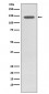 Phospho-TrkB (Y817) Antibody