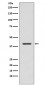 p38 MAPK Antibody