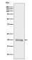 MLANA Antibody