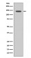 FGFR1 Antibody