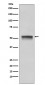 Chk1 Antibody