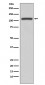 PI3 Kinase p110 beta Antibody