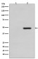 Phospho-Tau (T231) Antibody