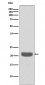 PEBP1 Antibody