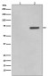 Phospho-ATF2 (T71) Antibody