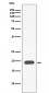 Myoglobin Antibody