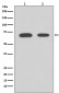 Chk2 Antibody