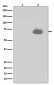 Phospho-SHP2 (Y542) Antibody 