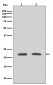 Rho A Antibody