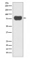 Cortactin Antibody