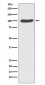 Catenin alpha 1 Antibody