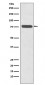 p63 Antibody