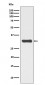 Phospho-RPA2 (T21) Antibody