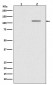 Phospho-SIRT1 (S47) Antibody