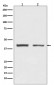 hnRNP C1/C2 Antibody