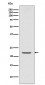 TMS1 Antibody